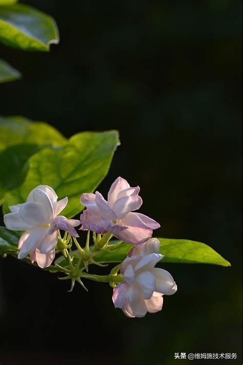 茉莉花怎麼種|盆栽茉莉花的種植方法和養護技巧，簡單5個步驟花兒滿枝頭